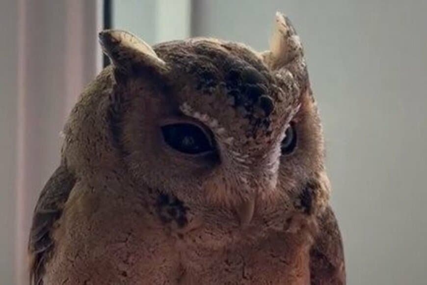 ウキウキだったフクロウが「急にションボリ」　想像の斜め上を行く表情がかわいい