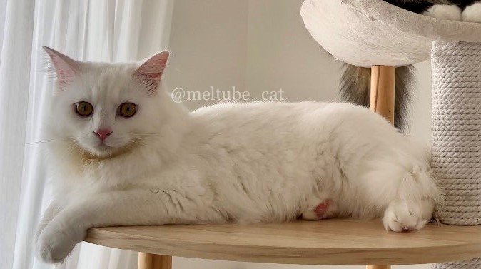 出所：@meltube_cat