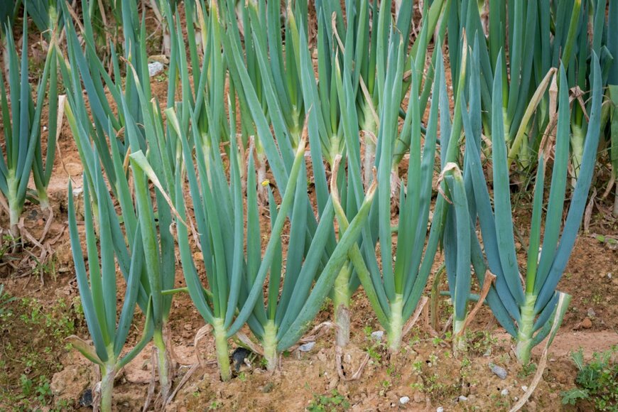 長ネギ　　Here Asia/shutterstock.com