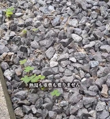 「これでいいの？」砂利の隙間から生える雑草　すり足で「簡単除草」道具も熱湯もいらない除草術に反響