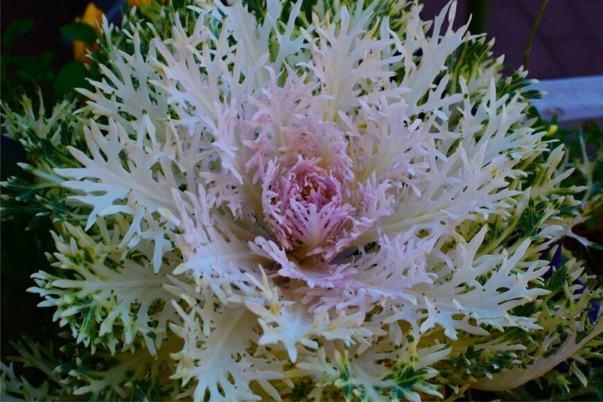 asiantiger247/istockphoto.com