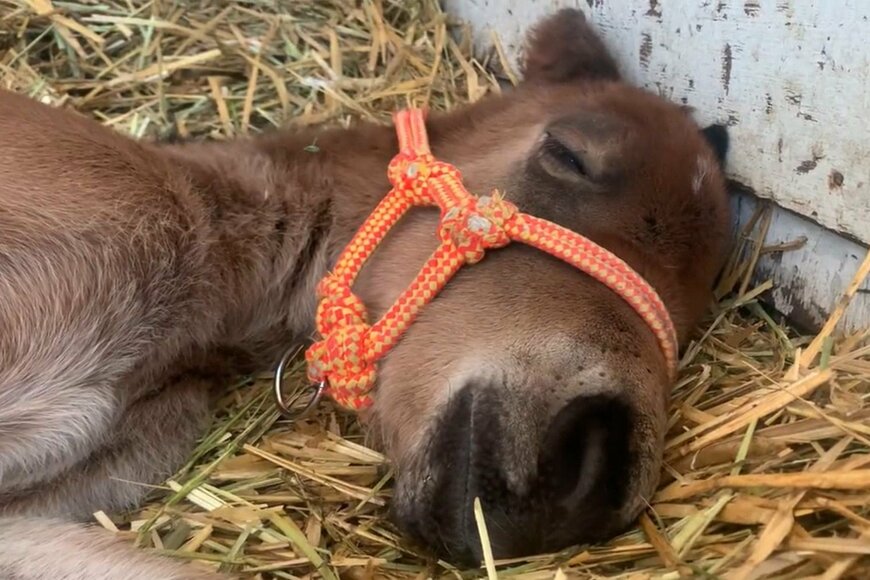 出所：白井牧場ツイッターアカウント 