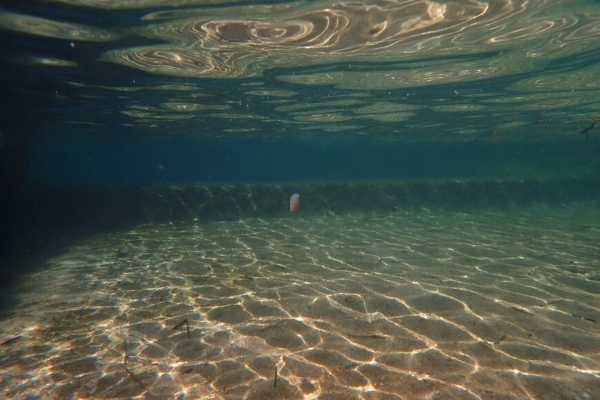 海で見つけたクラゲのような物体に近づいてみると…　神秘的で美しい生き物だった