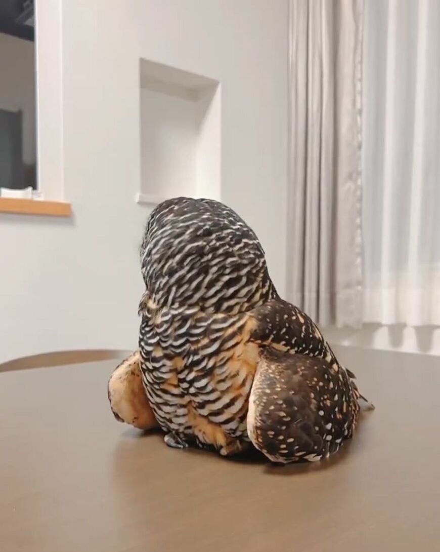 出所：@kanata_akas