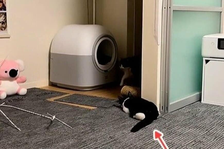 姉猫を驚かそうとする子猫の行動→「マンガのような展開」に思わず笑ってしまう