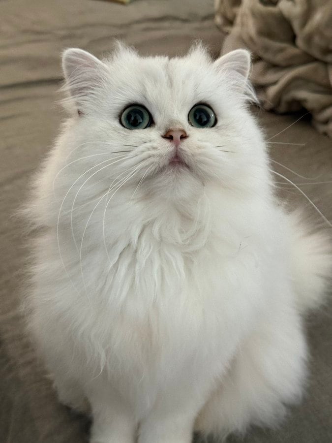 【寝起きギャップ】頑張ってお出迎えしてくれた美猫ちゃん！いつもの姿と違い過ぎて思わず大爆笑！　