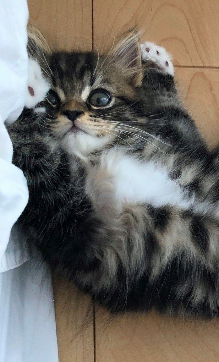 出所：@meltube_cat