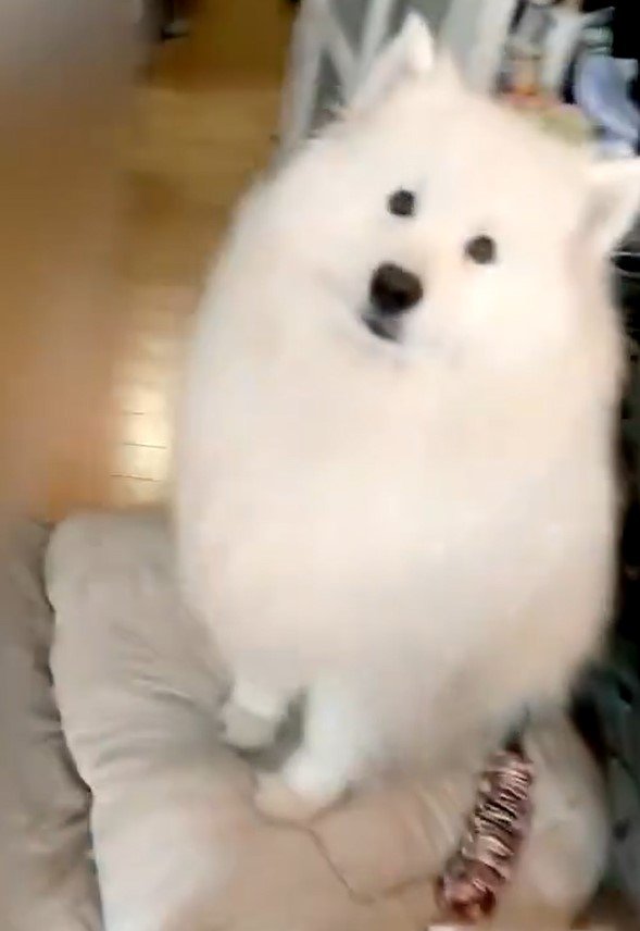 キョトンとした表情の犬