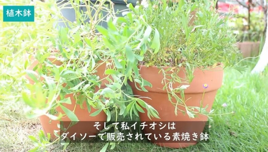 @チェリーガーデン