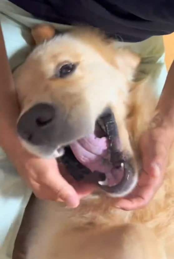 ゴールデンレトリバー