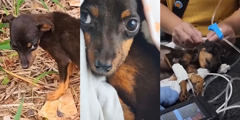保護され、治療を受ける仔犬時代のカカオ