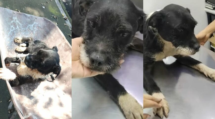 一輪車での搬送と動物病院でのティモテオ