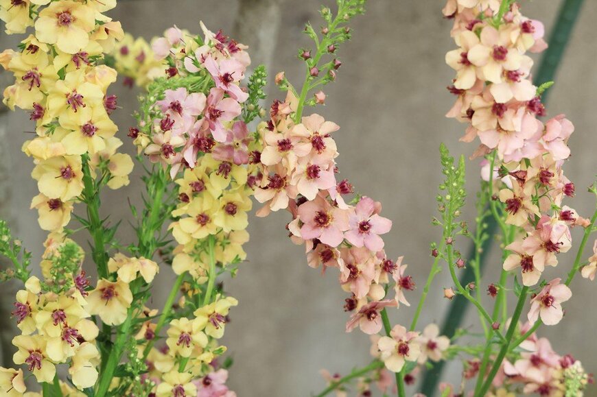 淡い黄色やピンクの花を咲かせている、バーバスカム