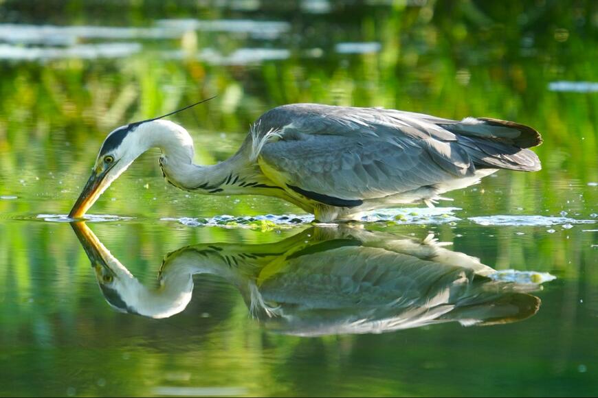 美しいアオサギ