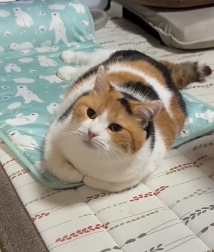 お尻ポンポンが好きな猫