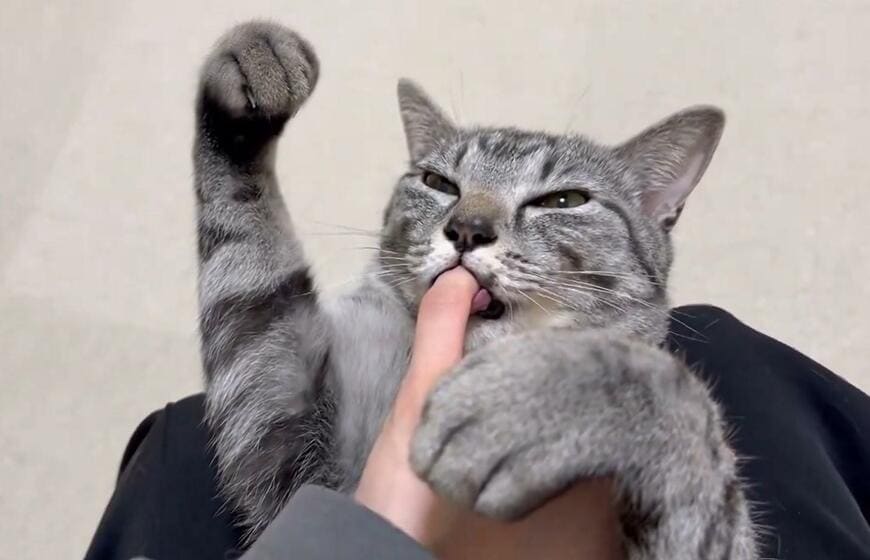 ガッツポーズする猫