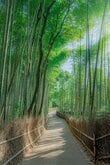 京都・嵐山の竹林や法然院を撮影　静寂に包まれた美しい朝の風景に「素敵」「最高」