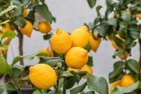 レモンの木から落ちた小さな実をカットしてみると…ほぼレモンな断面に「かわいい」「立派な収穫」の声