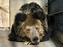 【神戸市立王子動物園】260件の追悼メッセージに涙...人気者だったウマグマ「マー」の訃報に悲しみの声が多数（兵庫県）