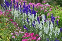 【ガーデニング】庭をオシャレに見せる植物の組み合わせは？主役とまとめ役にオススメの草花8選