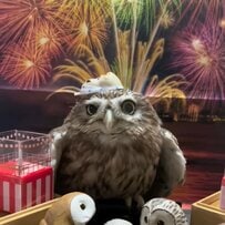 【フクロウの盆踊り】日本の夏らしい光景が話題！「私も混ざりたい」と参加希望者も