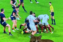 ラグビーを観戦していると…『困り顔』で座り込む猫　可愛すぎる理由にホッコリ