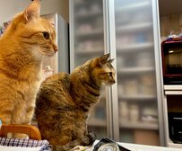 【視線の先にあるものは…】一点を見つめる猫ちゃんたちの姿にホッコリ　「ご飯待ちかな？」と話題に