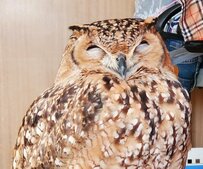 【満面の笑みのフクロウ】つられて笑顔になる人が続出！笑顔で飼い主さんを見つめる姿に「いい笑顔」とコメントの嵐