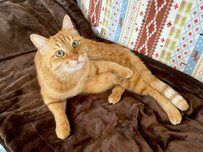 【癒し】イケメン猫ちゃんがくつろぐ姿に…コメント欄「お隣よろしいですか？」の声