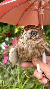 【エレガントなフクロウ】梅雨の散歩も赤い傘で上品に…「優雅ですね」「癒されます」など絶賛の声
