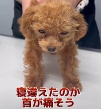 「寝違え？首が痛そうなトイプードルの子犬」首を下に向けられず水も飲めない状態… レントゲン検査の結果は異常なし！消炎鎮痛剤の注射を打って帰宅