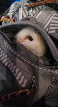 【キョロキョロするフクロウ】バッグにすっぽり！顔だけを出して様子をうかがう姿が可愛すぎる