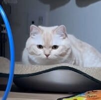 【おもちゃを狙う猫】予想外の展開に思わず目を疑う「本当に可愛くて面白いw」と反響