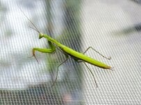 海辺で目撃した「カマキリの様子」に思わずゾッとする…　衝撃の事実に「怖いけど興味深い」