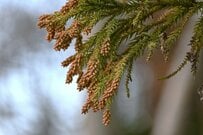 東京都青梅市で撮影された山が霞むほどの「スギ花粉」に衝撃走る　「見るだけで目が痒くなる」