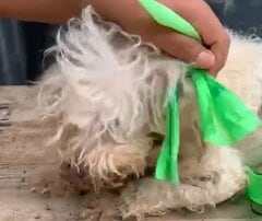 子犬の「なんて素敵な結末...！」平均体重のわずか3分の1、尻尾もちぎれ捨てられていた骨と皮の犬、献身的な愛を受けた結果に涙（海外動物レスキュー）
