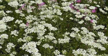 手間いらずで毎年花が咲く「植えてよかった！純白の花」で初夏の
