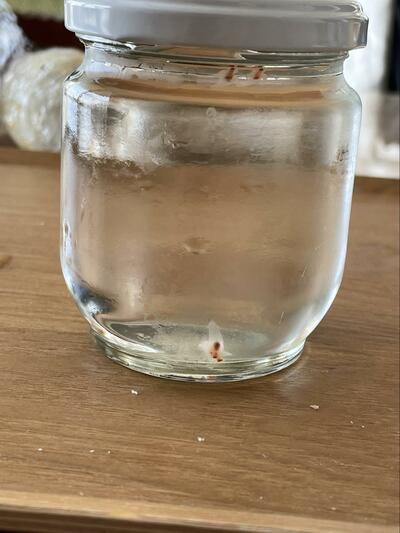 瓶の中をゆらゆら泳ぐクリオネ
