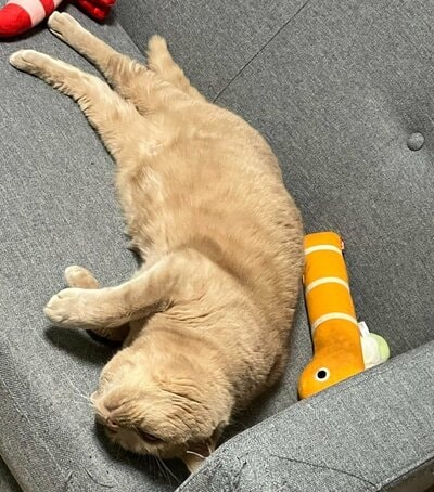 お迎えはさぼって、くつろぐつなくん