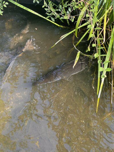 不忍池を泳ぐガーらしき魚