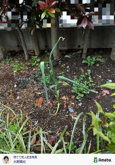 水野真紀の公式ブログ投稿