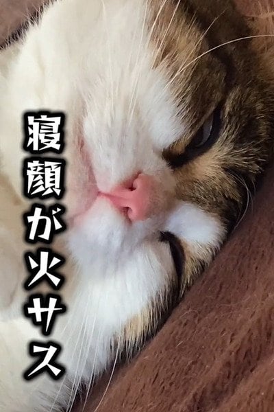 投稿の画像