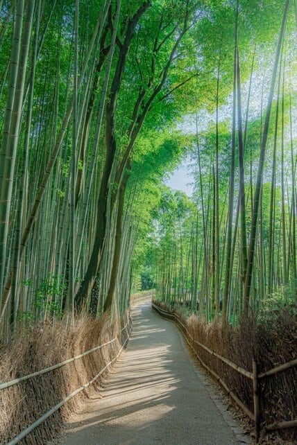京都・嵐山の竹林や法然院を撮影　静寂に包まれた美しい朝の風景に「素敵」「最高」
