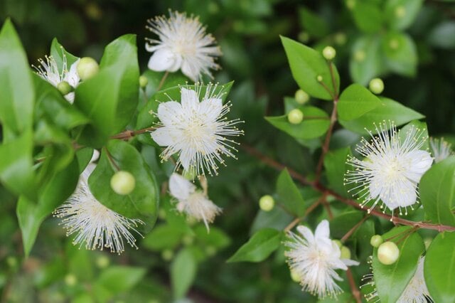 鉢植えのシンボルツリーにおすすめの【常緑低木3選】初夏に美しい花も楽しめる！