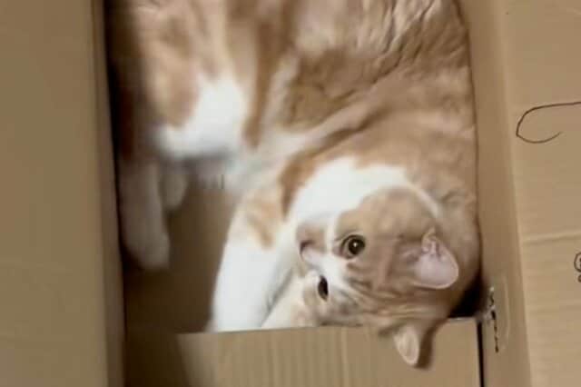 猫が「犬のような一面」に思わず目を疑う　不可解な行動から目が離せない