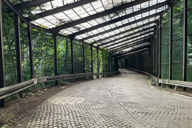 長野県で「異空間みたいなヘアピンカーブ」に遭遇 緑に覆われた道路に「ジュラシックパークみたい」
