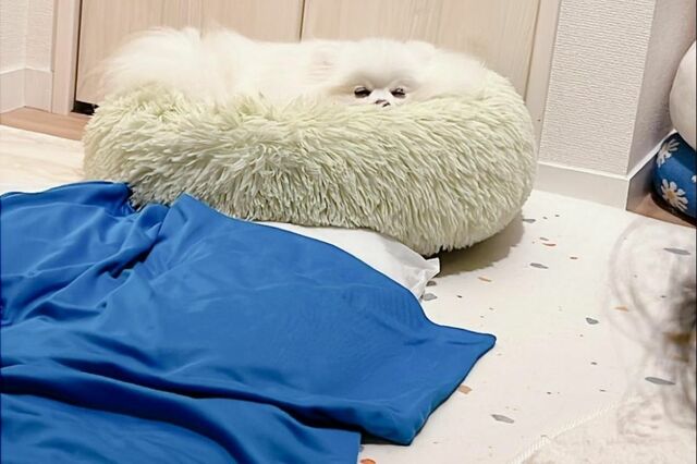 「一体化している」白いふかふかベッドをよく見ると…　「犬と一体化」した姿が面白かわいい