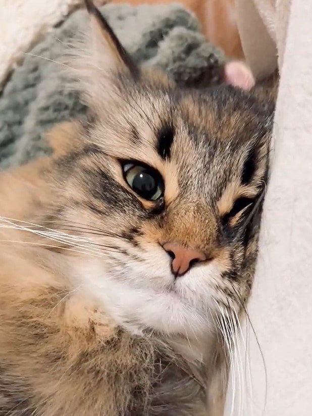 数時間のおでかけから帰ると…　待っていた猫ちゃんの反応に悶絶「愛されてる」