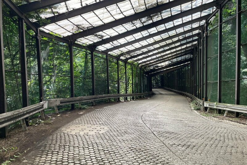長野県で「異空間みたいなヘアピンカーブ」に遭遇 緑に覆われた道路に「ジュラシックパークみたい」