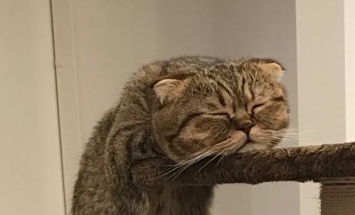 出所：@ponpokopontanu